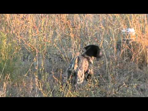 Caccia alle Quaglie con Kurzhaar