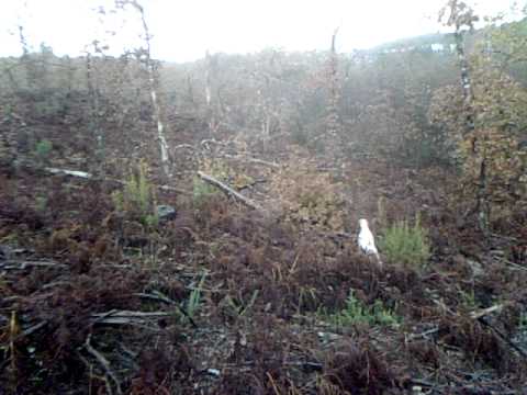 Caccia alla Beccaccia nei boschi francesi