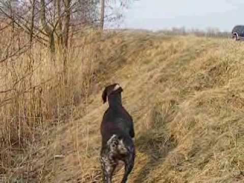 Cane da Caccia Kurzhaar in azione
