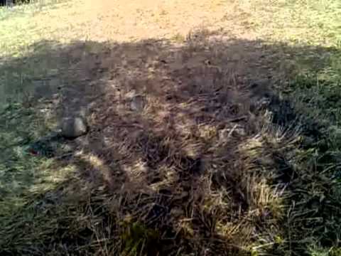 Caccia alla Tortora in Marocco