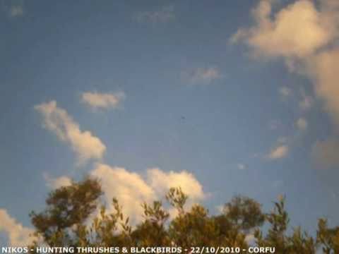 Caccia ai Tordi in Grecia