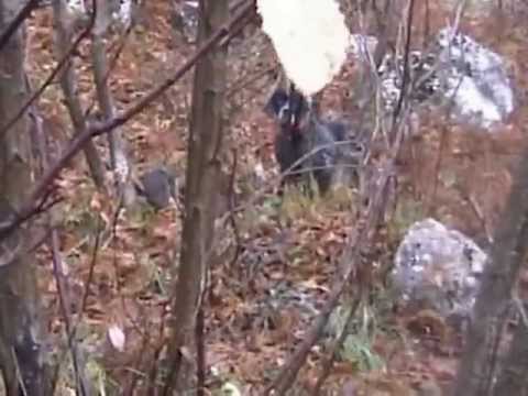 Caccia alla Beccaccia