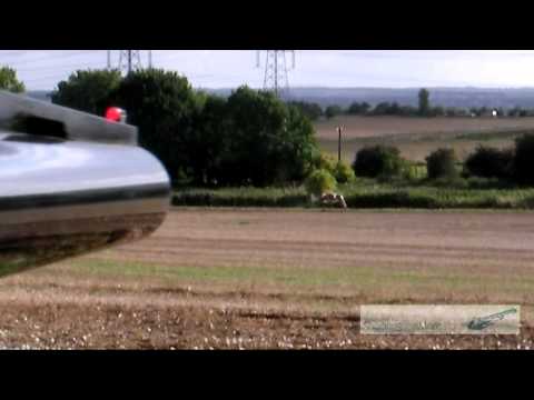 Caccia ai Colombacci negli Stati Uniti