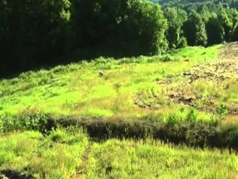 Addestramento dei cani per caccia alla lepre