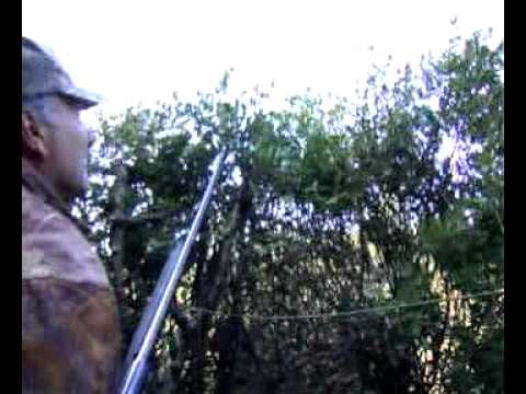 Caccia al Colombaccio con richiamo vivo