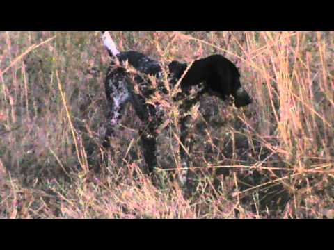 Caccia alla quaglia con Kurzhaar