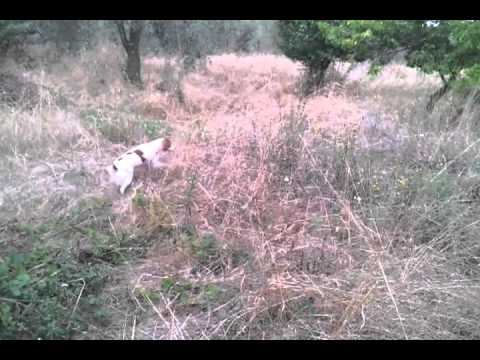Caccia al fagiano, addestramento del cane