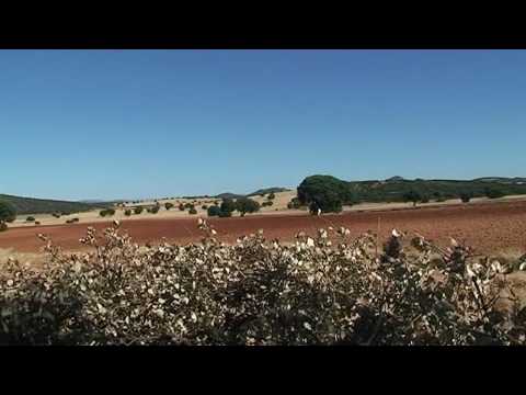 Caccia alle Palomas – A Colombacci e Tortore..