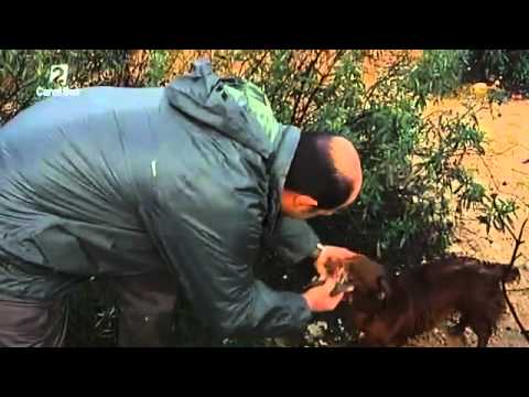 Caccia ai Tordi in Spagna