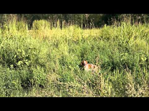 Caccia alla Starna con Breton