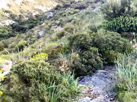 Addestramento pointer su pernice sarda