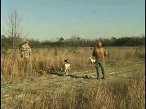 Caccia alla Quaglia con Setter