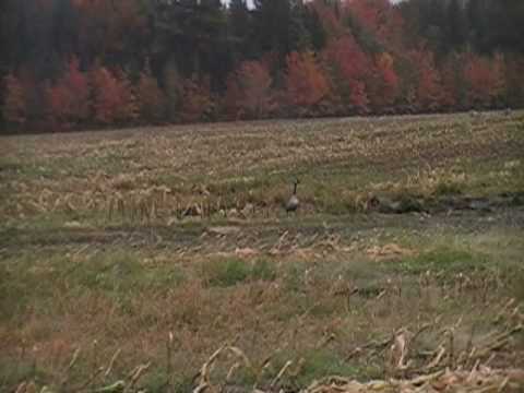 Caccia agli Acquatici in Francia