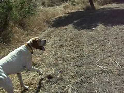 Pointer in ferma su Coturnice