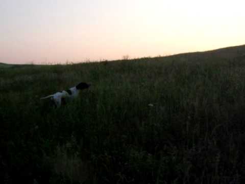 Cane da Caccia Pointer in allenamento.
