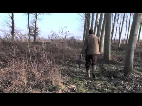 Caccia al Fagiano con Espagneul Breton