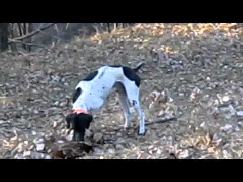 Caccia al Fagiano con Pointer