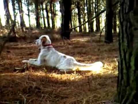 Caccia alla Beccaccia