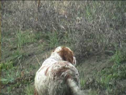 Caccia alle Starne, Germani e Beccaccini