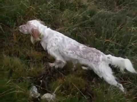 A Caccia con il Setter