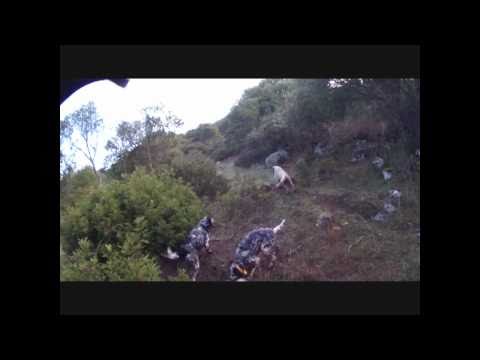 MAGNIFICI SETTER SU PERNICI SARDE! N°2