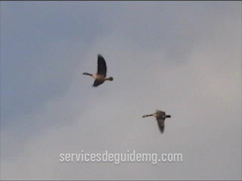 caccia alle oche al campo