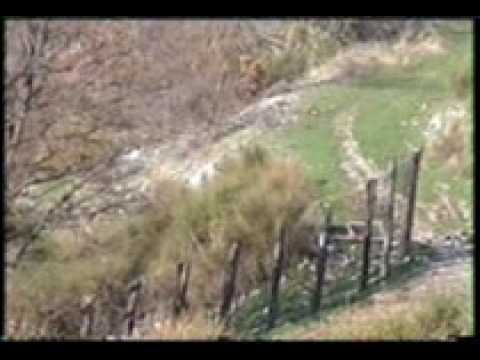 Caccia alla Lepre – Segugi a Lavoro