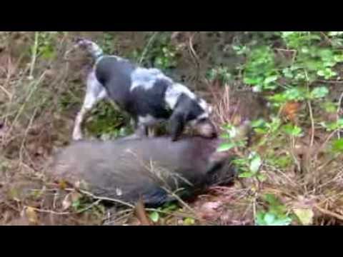 Caccia Grossa al Cinghiale in Toscana
