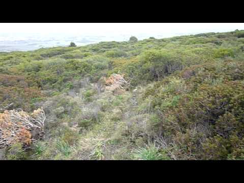 Caccia al Cinghiale da Altana