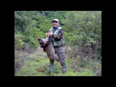 CACCIA GROSSA IN OGLIASTRA