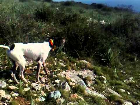 Pointer a caccia di pernici Sarde