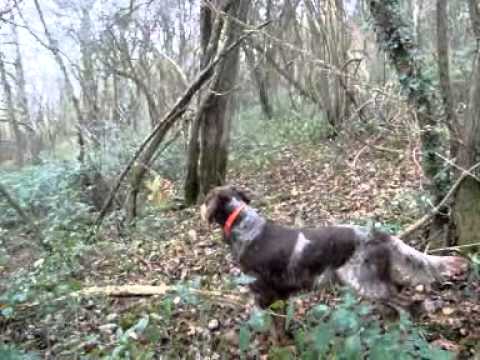 Espagneul Picard a Caccia