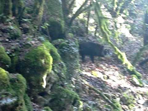 Caccia al Cinghiale