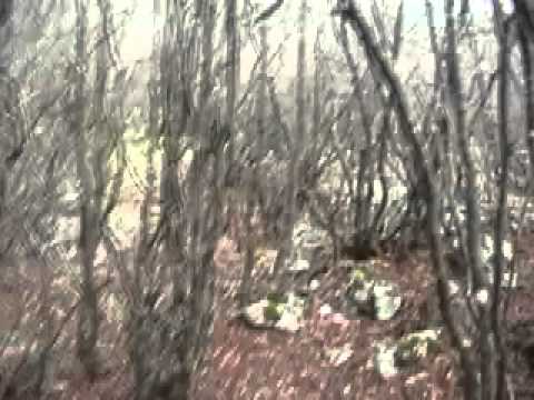 Caccia alla Beccaccia in Bosnia