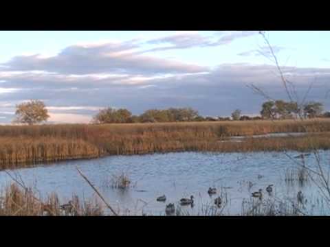 Caccia agli Acquatici