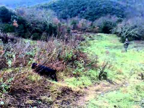 A Caccia di Fagiani con Cocker Spaniel