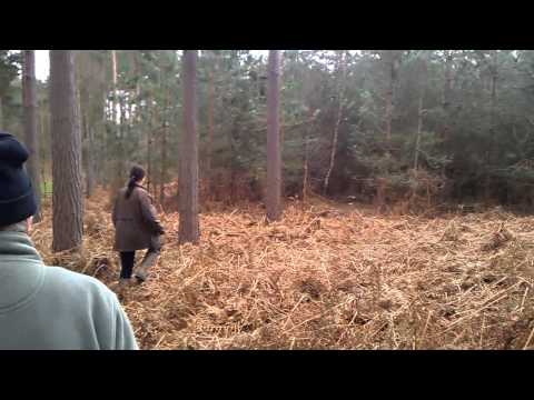 Cane da Caccia Spinone in Addestramento