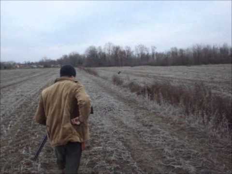 Caccia al Fagiano con Springer Spaniel