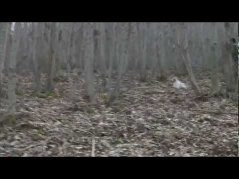 Caccia alla Beccaccia con Setter