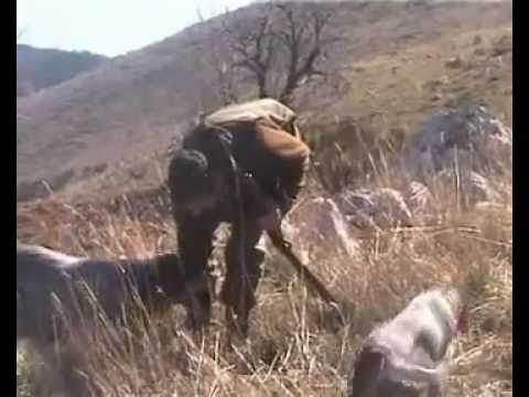 Caccia alla Beccaccia