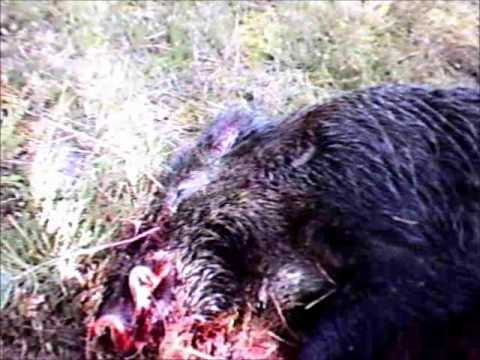 Caccia al Cinghiale stagione 2010/2011