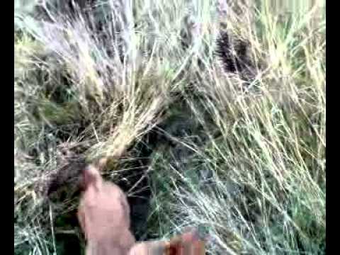 Cane da Caccia dachsbracke in azione