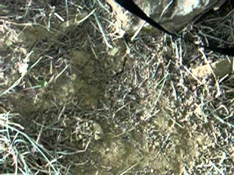 Caccia di Selezione al Capriolo