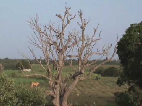 Caccia alle Tortore all\’estero