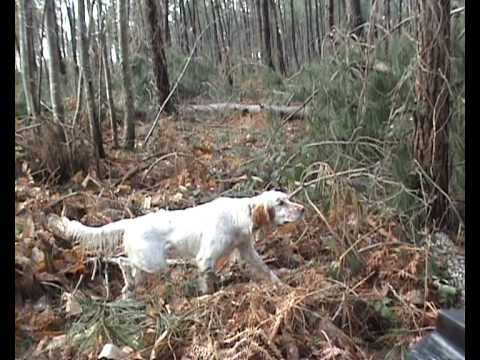 Caccia alla Beccaccia