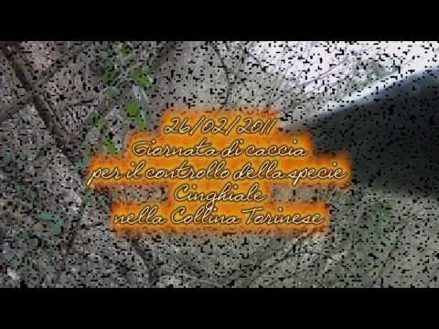 Caccia al Cinghiale