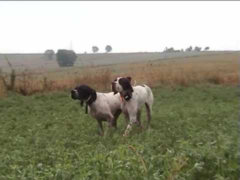 Pointer in Ferma – Il Meglio di Gara