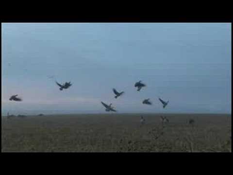 Caccia alle Anatre all\’estero