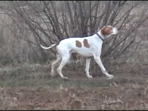 Campionato Europeo Pointer