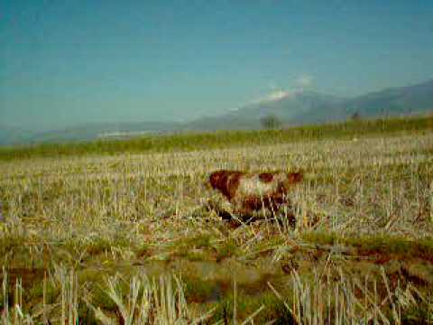 Caccia ai Beccaccini con l\’Espagneul Breton